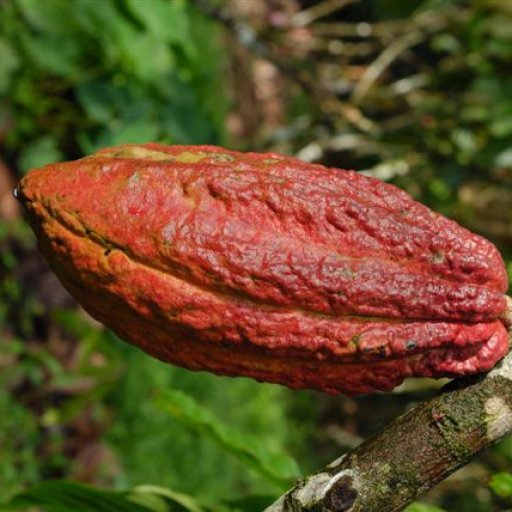 Cocoa pod