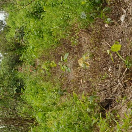 Cocoa trees