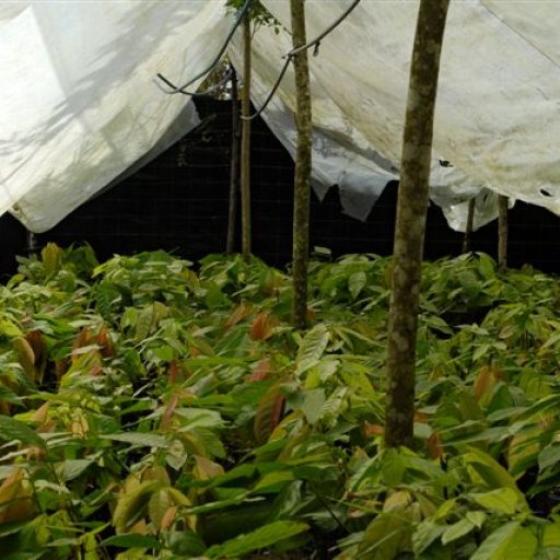 Cocoa nursery