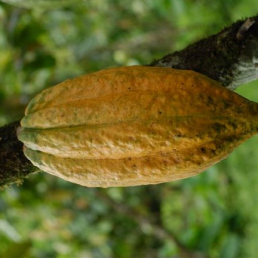Cocoa pod