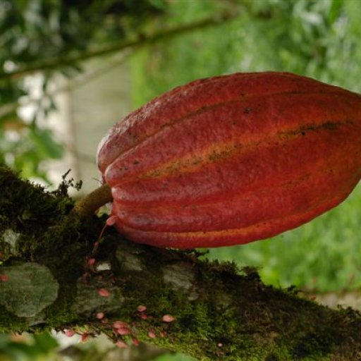 Cocoa pod