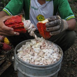 Harvesting