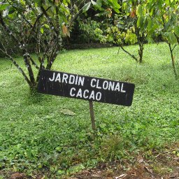 Clonal Garden