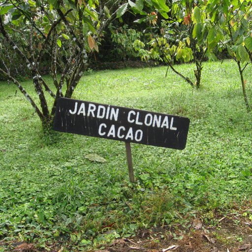 Clonal Garden