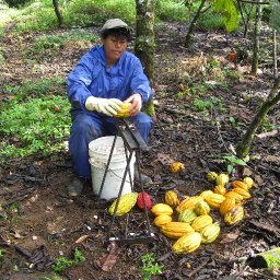 Harvesting