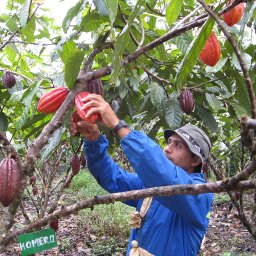 Harvesting