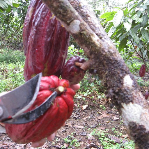 Harvesting