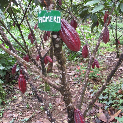 Cocoa Trees - Clones