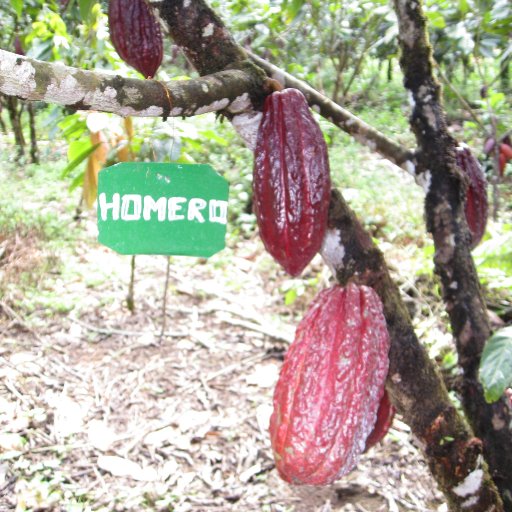 Cocoa Trees - Clones