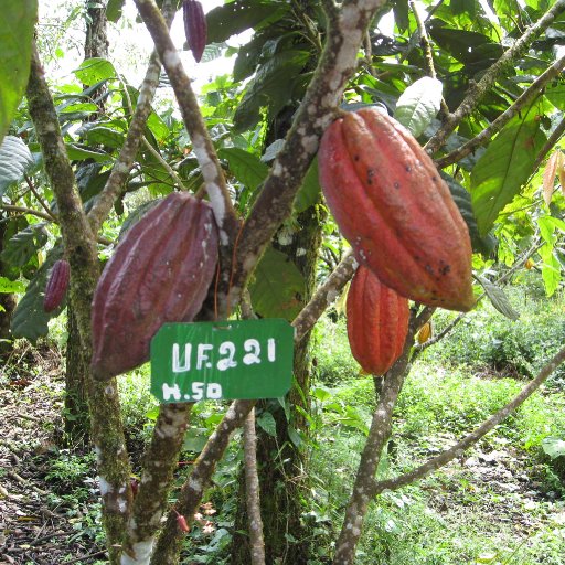 Cocoa Trees - Clones