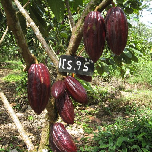Cocoa Trees - Clones