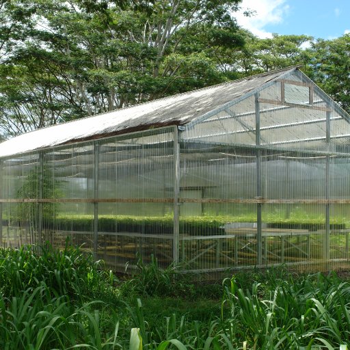 green house full of cacao