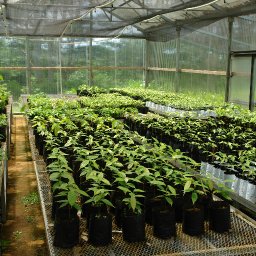 green house
