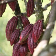 Luker Cacao