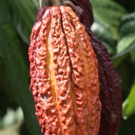 Luker Cacao
