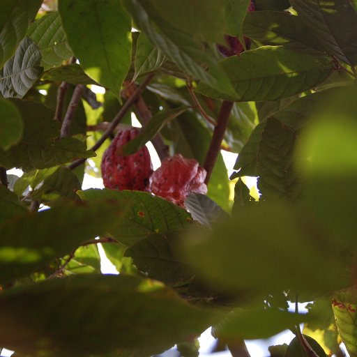 Cacao Pods