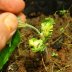 greensprout