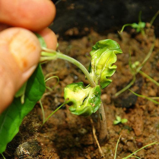 greensprout