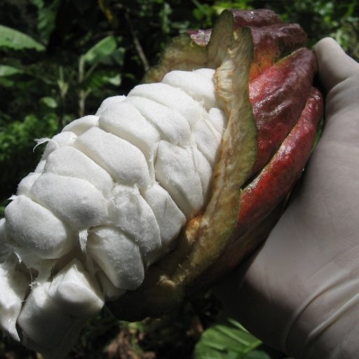 Healthy trinitario pod