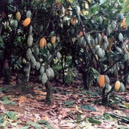 Plantation of my dreams