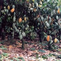 Plantation of my dreams