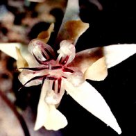 cacao flower
