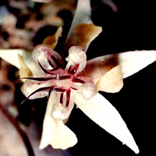 cacao flower