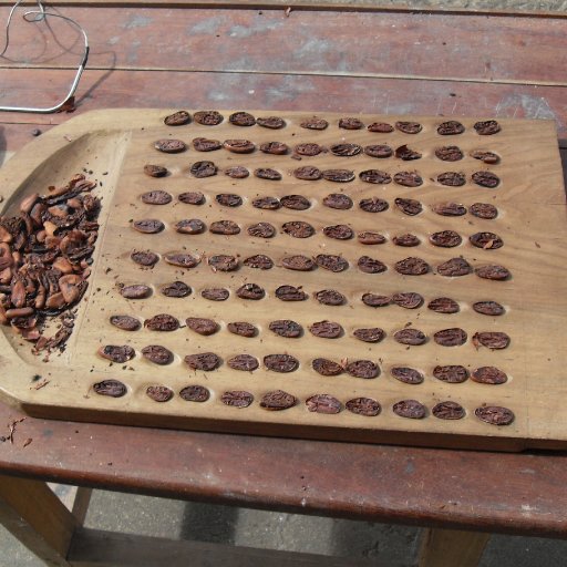 Cut test of gourmet cacao beans
