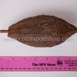 Whole Cocoa Pod Size