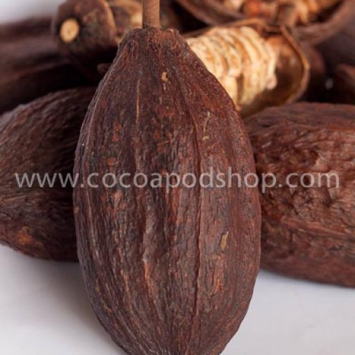 Whole Cocoa Pods