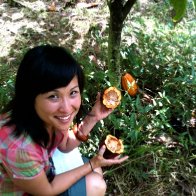 cacao