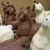 Marzipan Alpacas