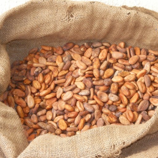 cacao_sanmarcos1