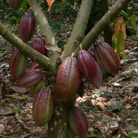 Finca-Los-Angeles-Cacao-22