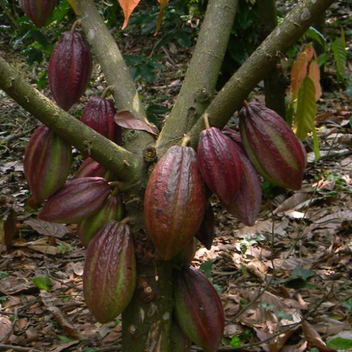 Finca-Los-Angeles-Cacao-22