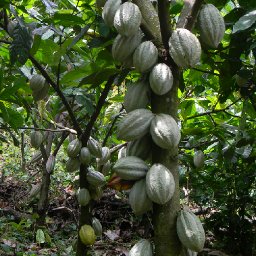 Finca-Los-Angeles-Cacao-23