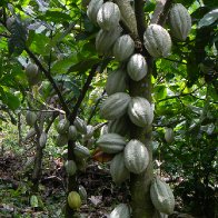 Finca-Los-Angeles-Cacao-23
