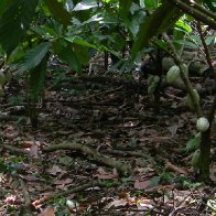 Finca-Los-Angeles-Cacao-27