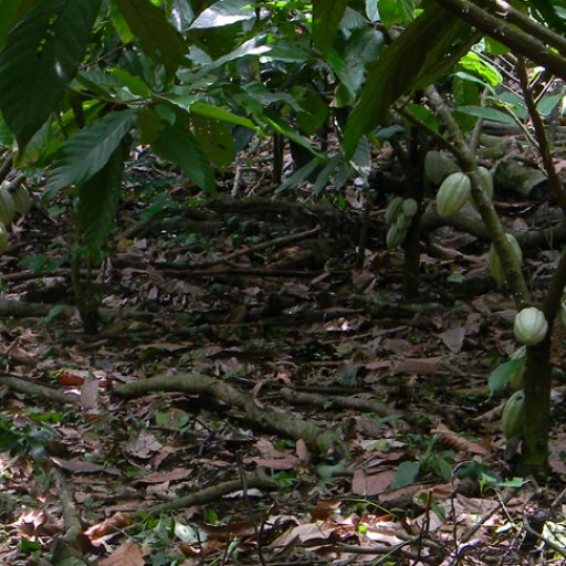 Finca-Los-Angeles-Cacao-27