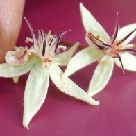 cacao flowers showing nacional vs criollo