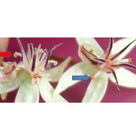 nacional flower vs other