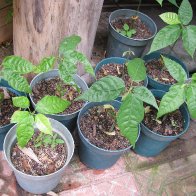 cacao kids