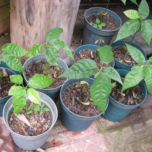 cacao kids