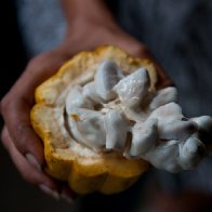 fresh-cacao