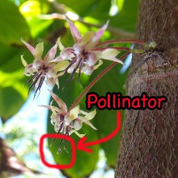 cacao pollinator