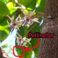 cacao pollinator