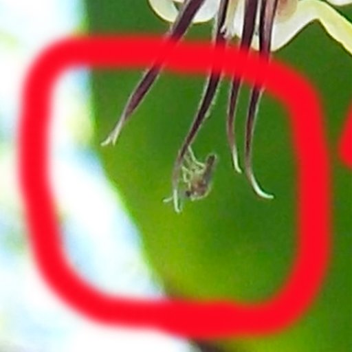 cacao pollinator close up