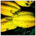 Saban Cacao