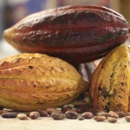 Cacao Pods