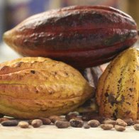 Cacao Pods